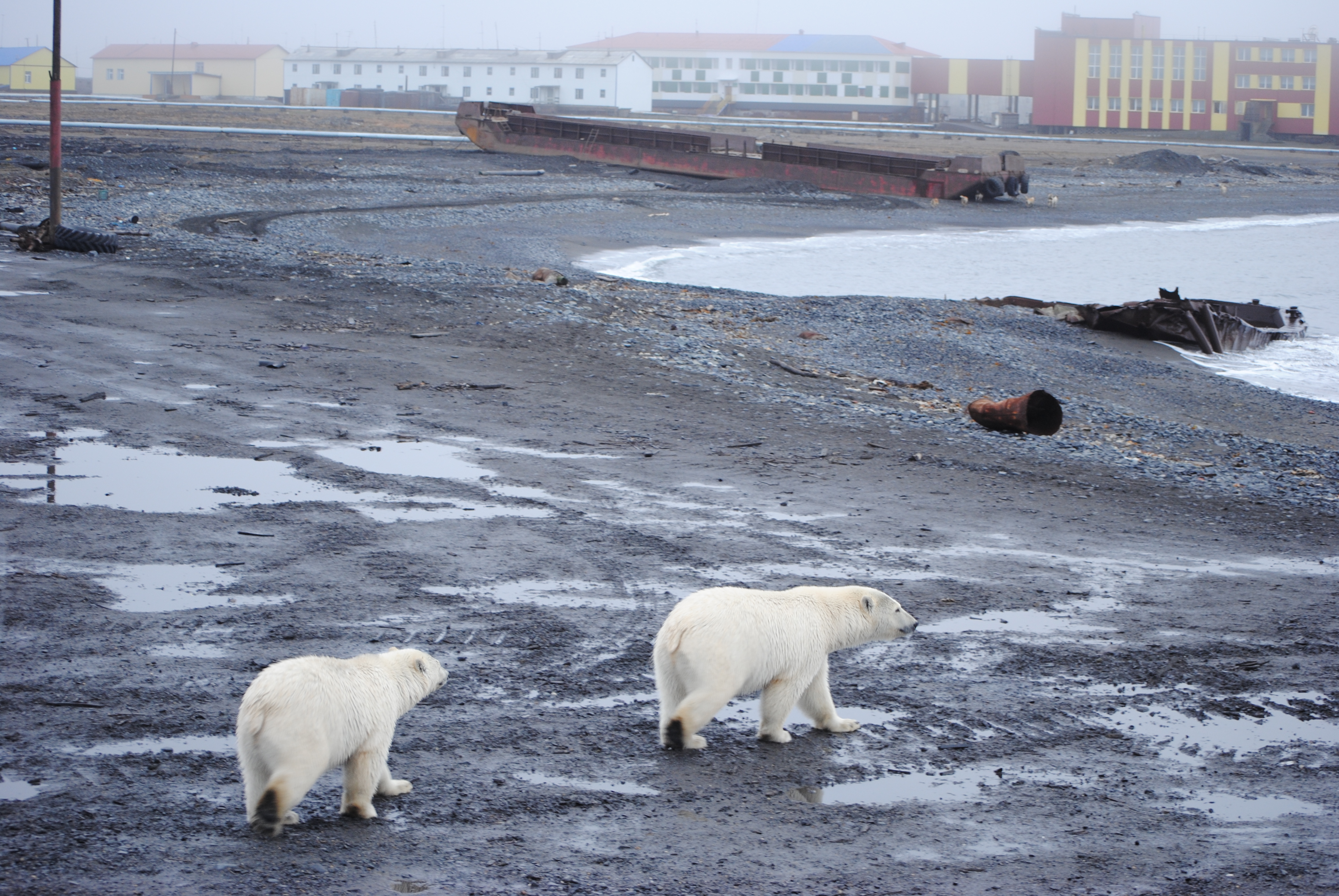 Bears_in_the_city